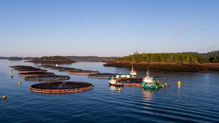 Cooke confirms interest in Huon Aquaculture