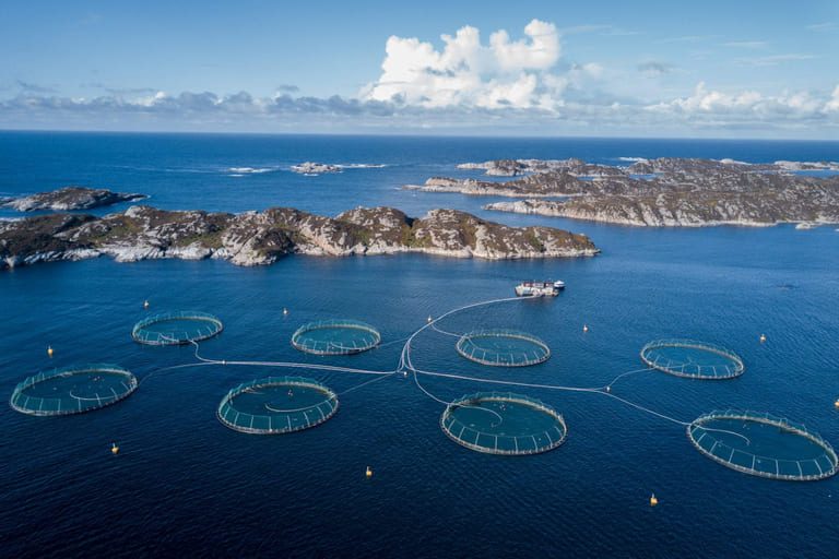 Strong salmon demand see improved results for Mowi