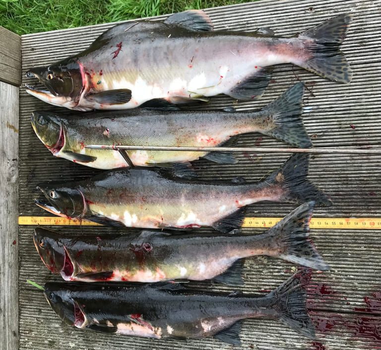 Invasive Pacific salmon now outnumber their Atlantic cousins in Norwegian rivers