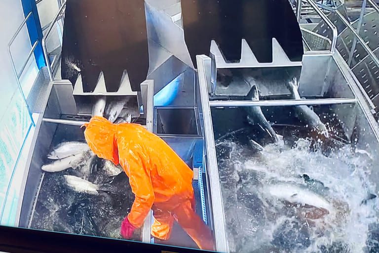 Two salmon per second at Mowi’s Herøy factory