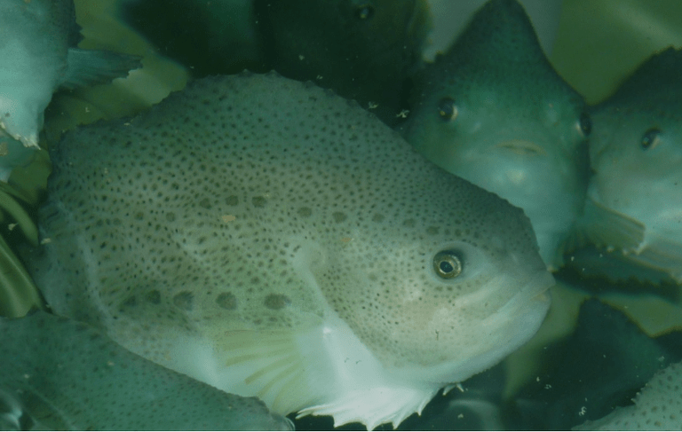 New tool developed to improve lumpfish welfare in salmon farming