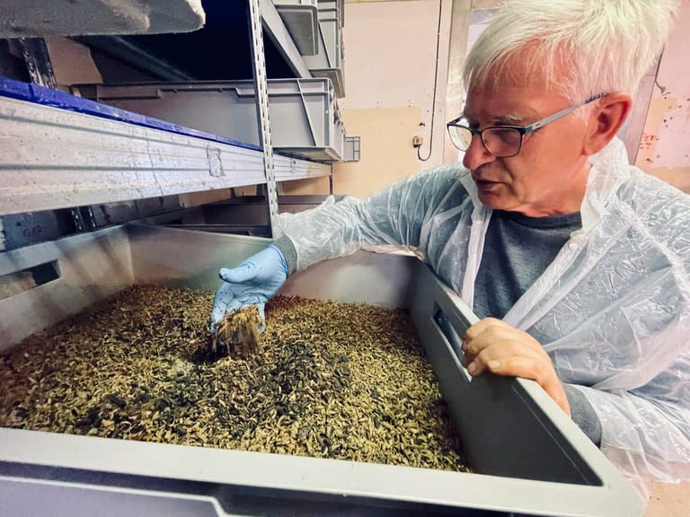 Focus on insect feed: Pronofa buys majority stake in fly larval producer Ecoprot