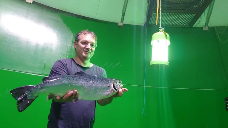 Underwater illumination sheds new light on fish dominance