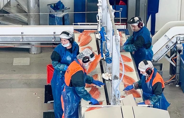 Norwegian exports of fresh salmon fillets are up by 30 per cent