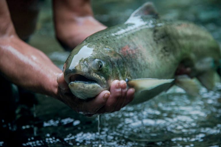 Patagonia King Salmon founder: “A superior fish demands a premium price”