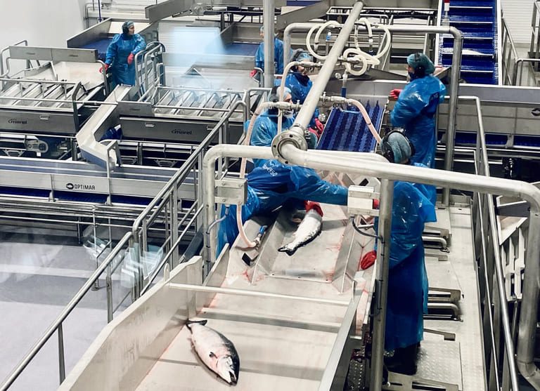 New record as 102,000 tonnes of Norwegian salmon sold in three weeks