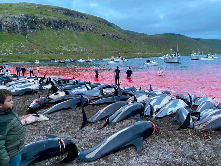 Bakkafrost CEO seeks to distance company from international outrage over Faroese dolphin slaughter