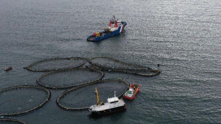As many as 205,000 farmed salmon escaped in Scotland last year