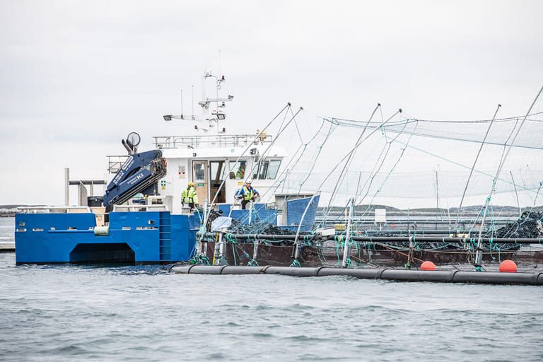 26 companies on the Oslo Stock Exchange: €36.8 billion in salmon shares