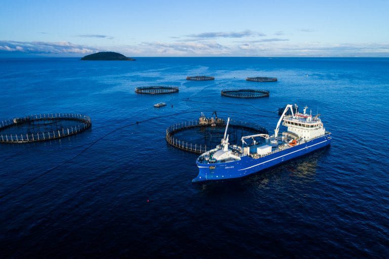 Why is Tassal Group currently one of Australia’s ten most shorted companies?