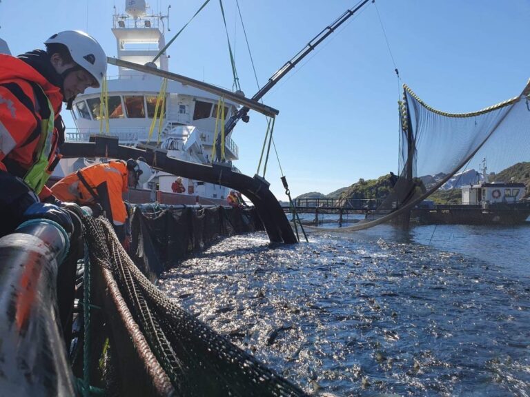 Correction after several weeks of rising salmon prices