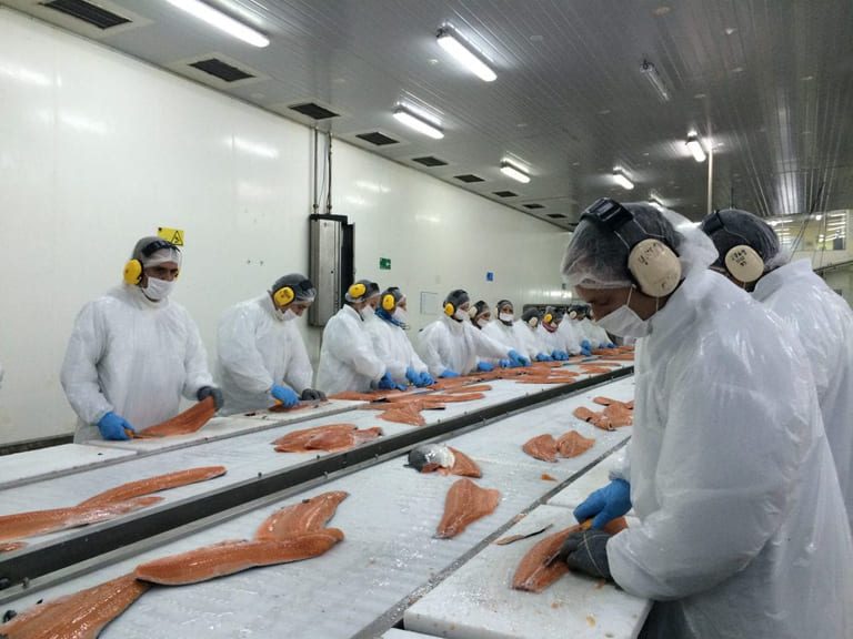 Downward trend in Chile’s salmon production prompts warning from industry