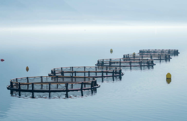 New project to more accurately model salmon farms’ environmental impact
