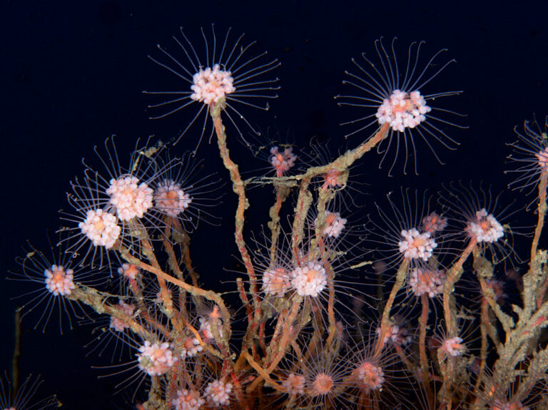 Are invisible micro jellyfish responsible for damage to salmon gills?