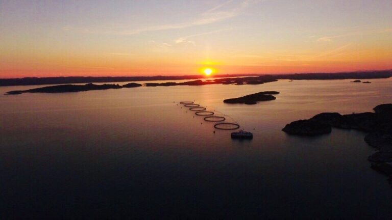 819,000 tonnes of salmon in the sea in Norway at the end of September