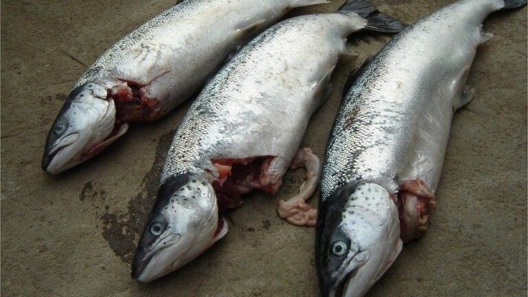 More than £20 million of salmon lost to seal attacks in Scotland in past two years