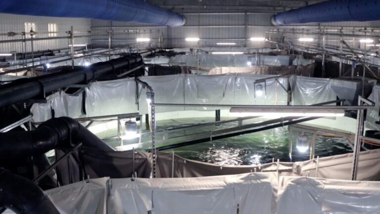 Vatne continues buying up Atlantic Sapphire shares