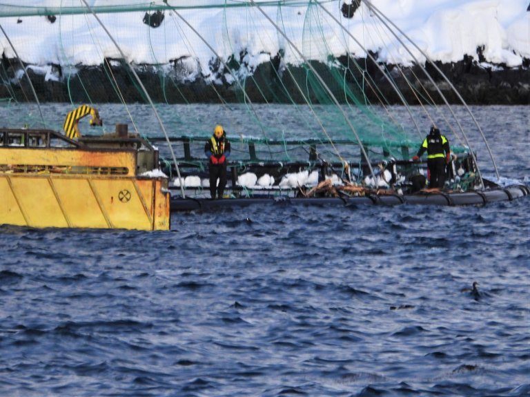 Only fishermen at greater risk than aquaculture workers of dying at work Norwegian survey finds