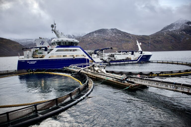 Black Friday – also in the salmon market
