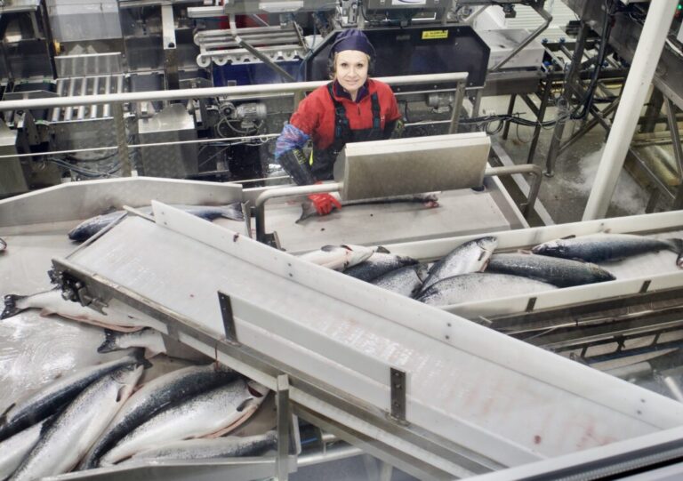 Salmon prices climb as market tightens