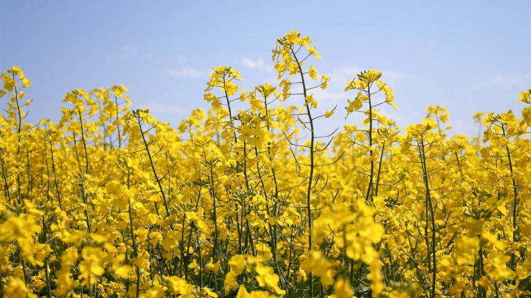 Nufarm profits dragged down by weak Aquaterra sales