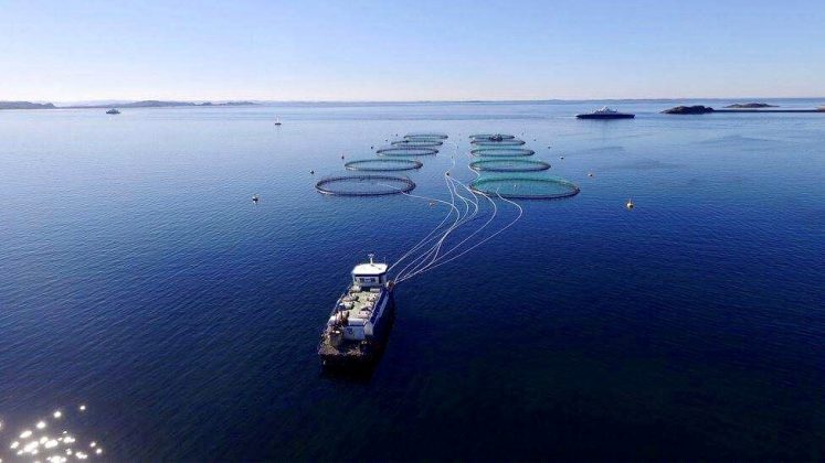 High price achievement gave increased profits for Grieg Seafood