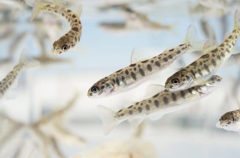 Hatcheries flagged as potential ‘superspreaders’ for disease in new study