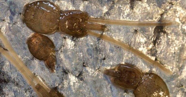 Mowi-owned farmer conducts emergency harvest as lice levels surge