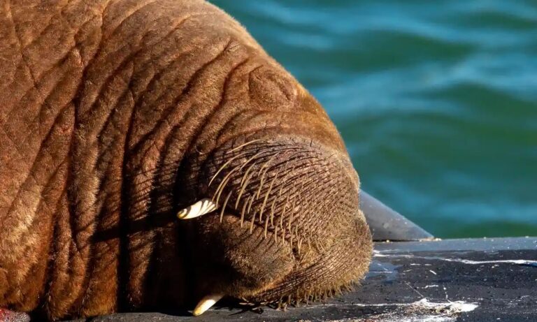 750lb walrus poses “no risk” to farmed salmon say Cooke