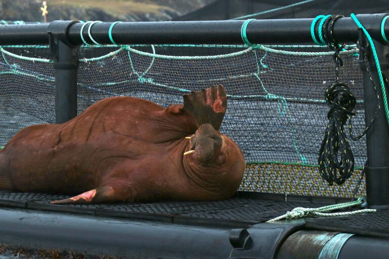 Freya the Walrus caught taking a nap at a salmon farm in Shetland
