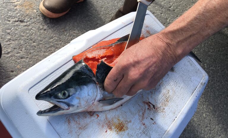 Demand for red salmon pushes prices to record highs