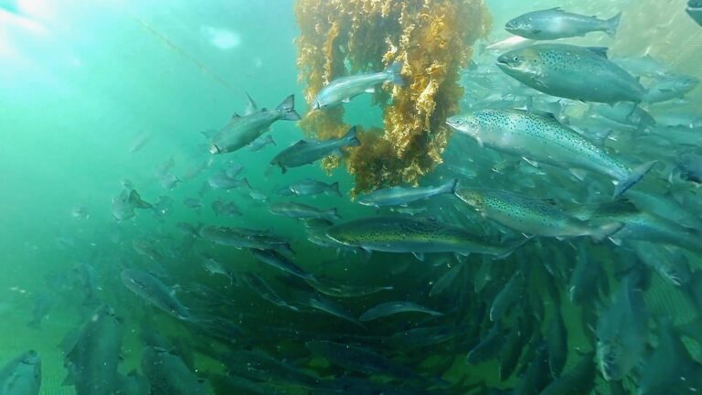 New research funding to give cleaner fish a ‘kelping’ hand
