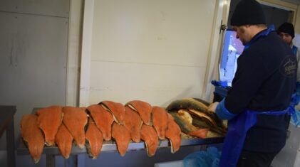 Sognefjord 2021 (34) (Middel)