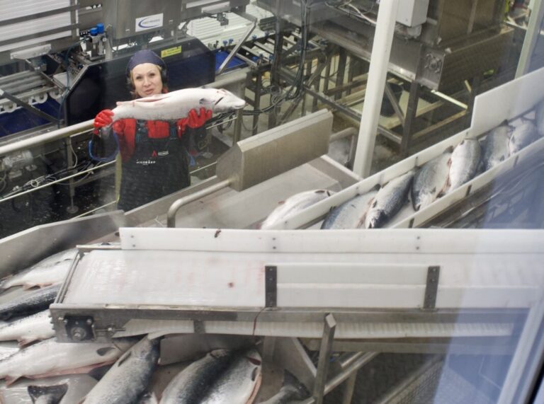 Explosive increase in salmon prices: “I can’t remember seeing such a steep rise before”
