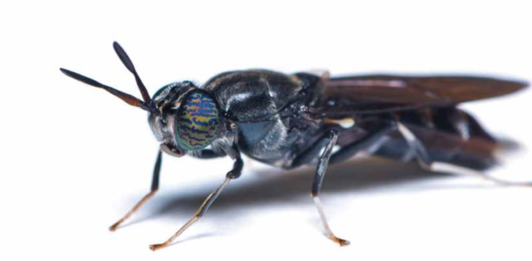 ENGIE Solutions signs €14 million deal with insect farmer Agronutris to provide and maintain energy supply facilities