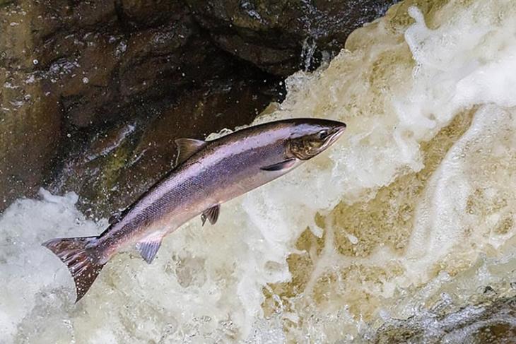 ‘The real barrier was in their minds’: Study shows salmon on anti-anxiety pills cross dams 3x faster
