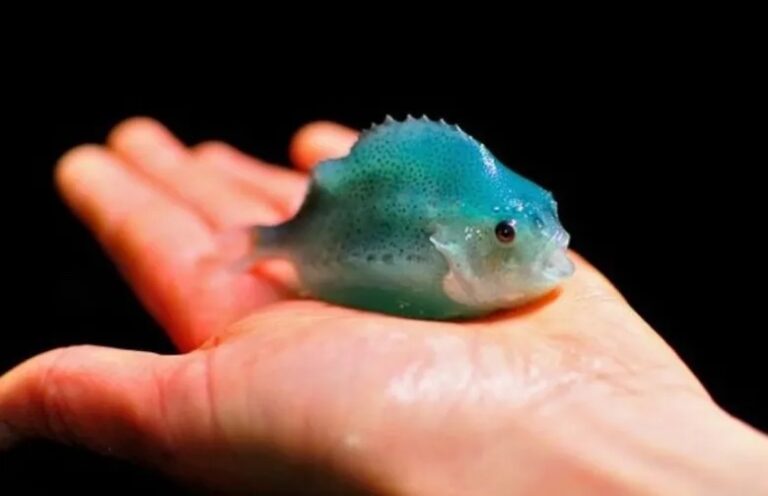 Swansea University to offer fully-funded MSc places to further research into cleaner fish welfare