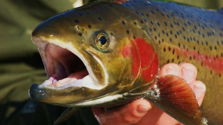 Vetagro trials natural additive as antibiotic alternative in trout farming