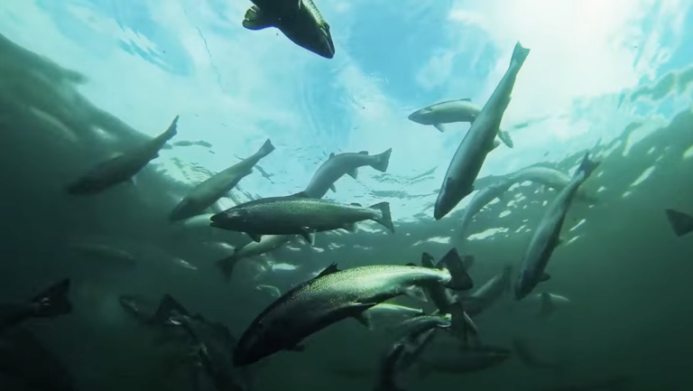 British Columbia First Nations disappointed with government’s suppression of fish virus study