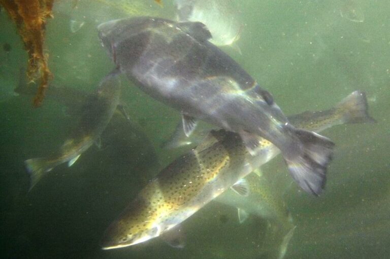Finfish farms can solve growing global food demand