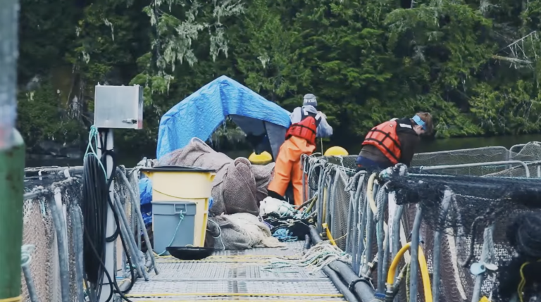First Nations have travelled to Canada’s capital to protect “future of salmon farming”