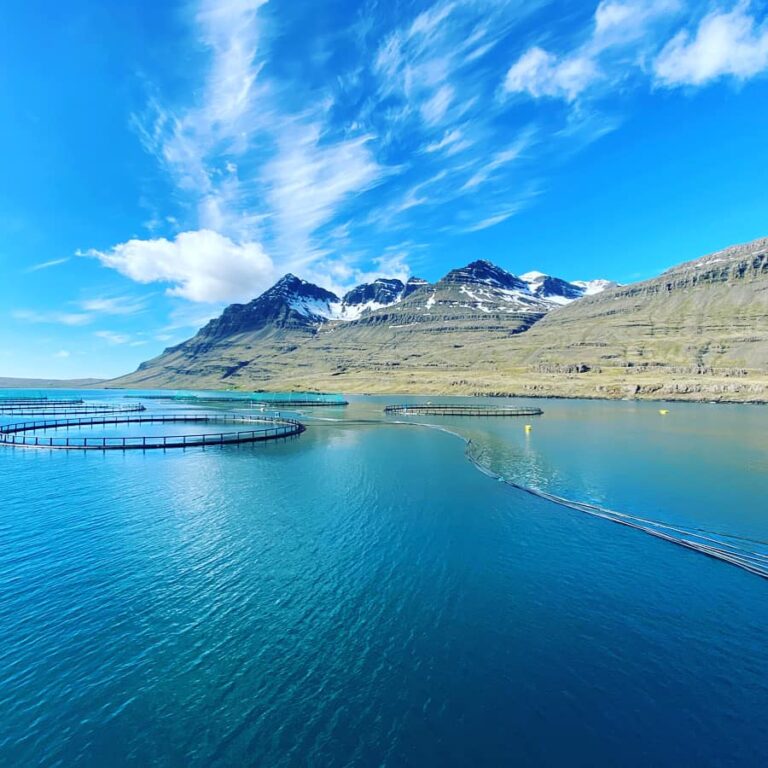 Ice Fish Farm granted new 7,000 ton salmon farming licence