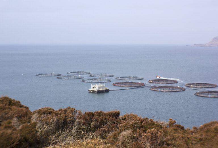 Scottish salmon harvest forecast for 2024 revised down by seafood analysis firm