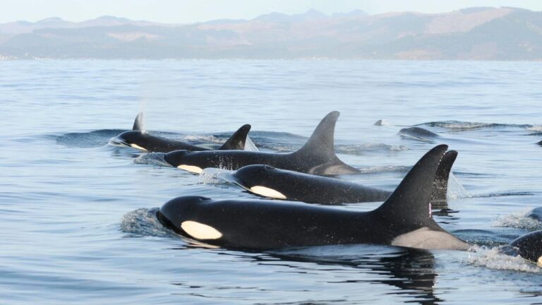 Aquaculture has no adverse impact on wild salmon or orcas in Puget Sound concludes NOAA