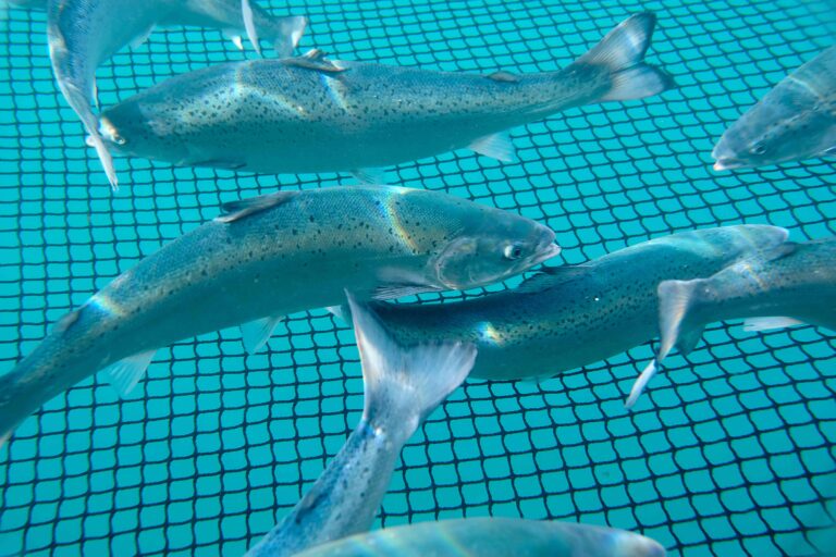 Project aims to show clear benefits of water purification system for fish health in Scotland