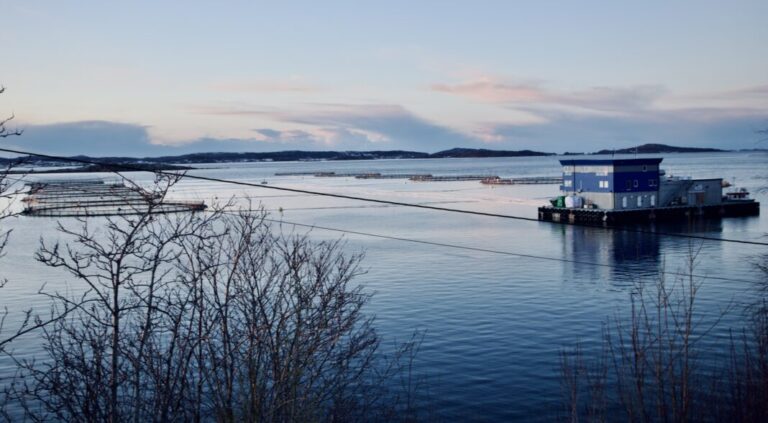 Salmon prices set to surge this week – here’s what you need to know