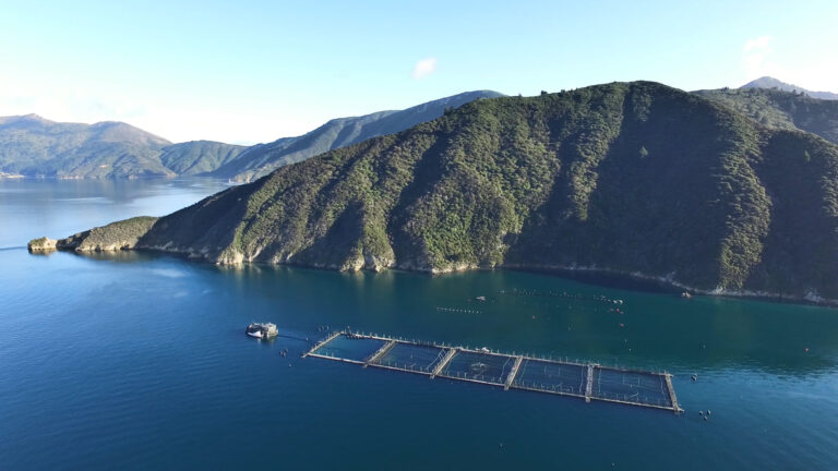 Fish die-offs, pandemic force salmon producer to lay off 25 percent of workforce