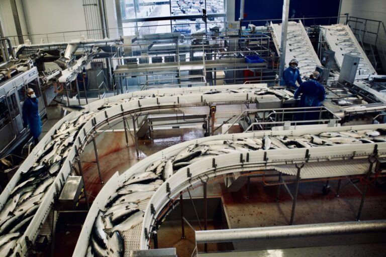 New salmon price explosion – surging towards €14 per kilo