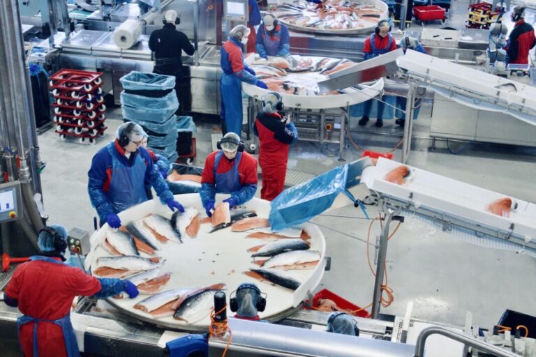 New price record for the Easter salmon