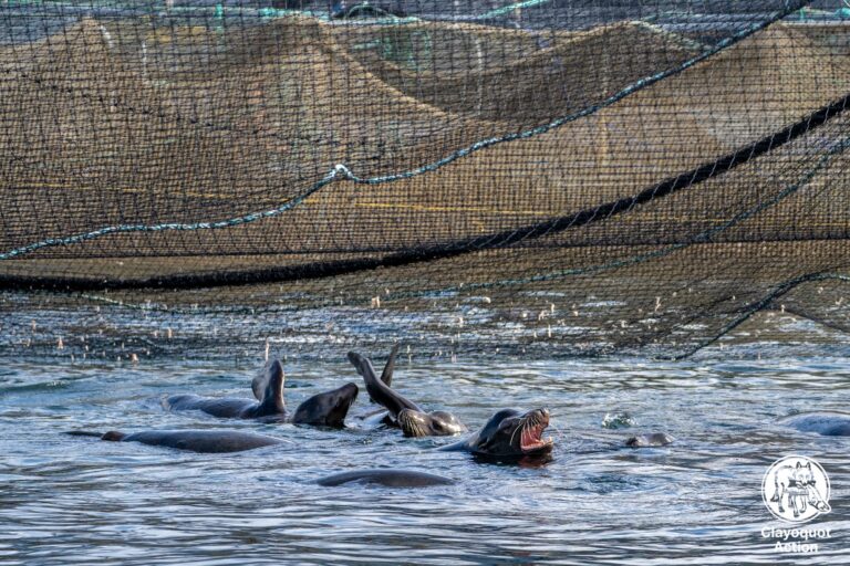Sea lions move on from Clayoquot Sound fish farm pens after salmon is harvested